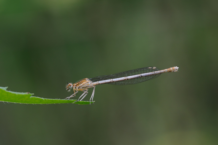 Conferma2 - Platycnemis pennipes